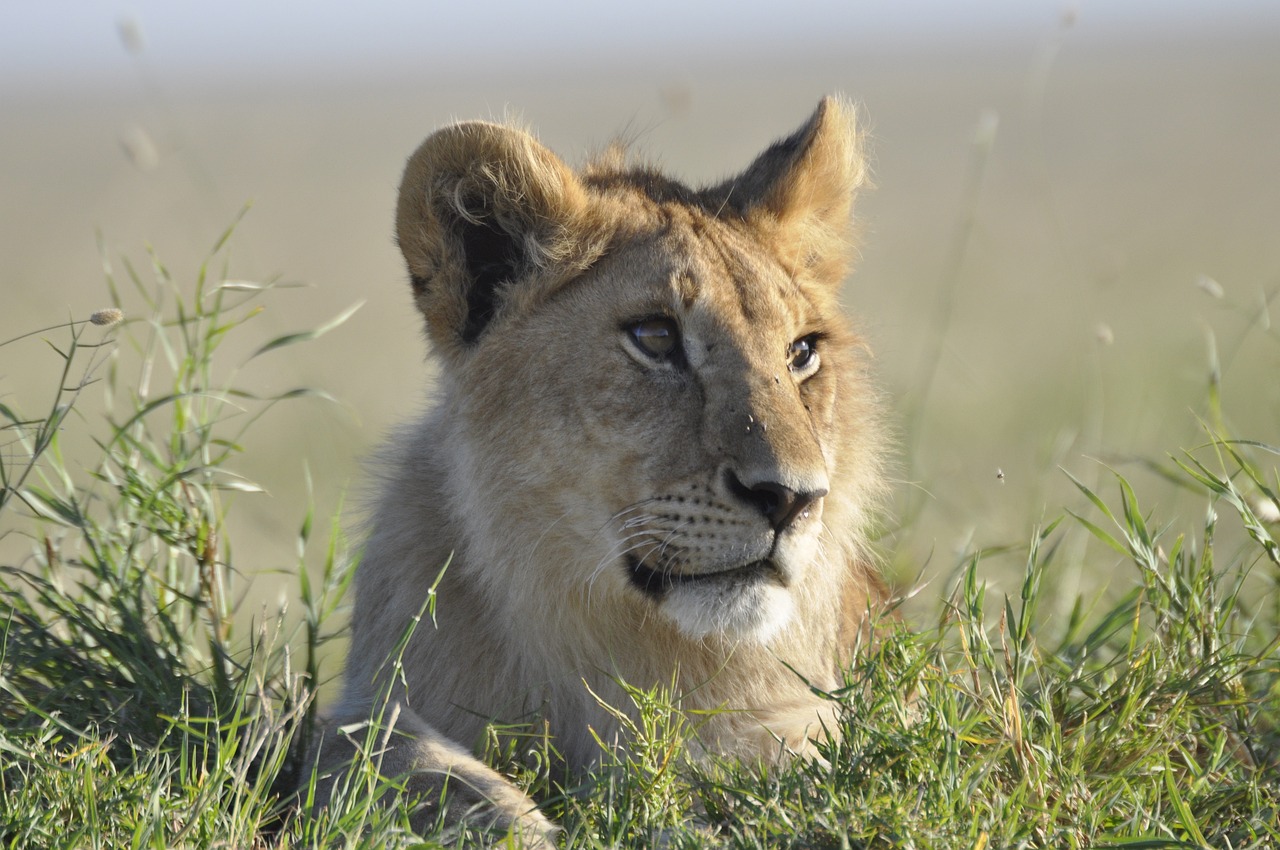 Lodge tanzanie safari