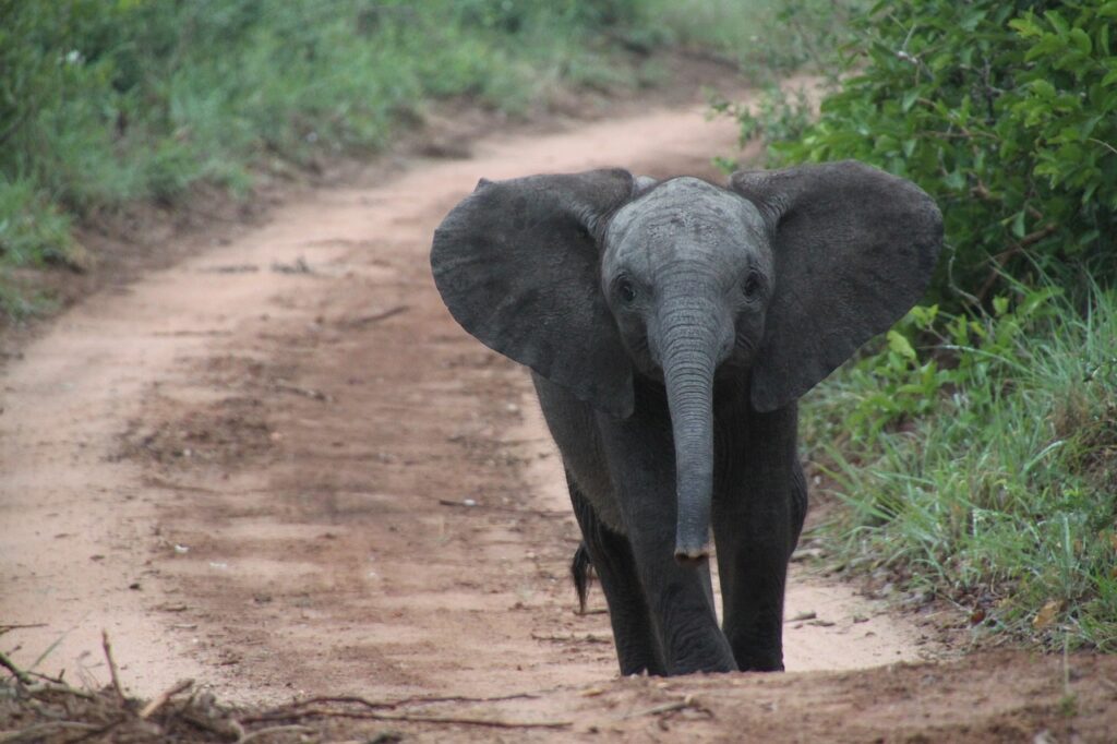 Meilleur safari du monde | Safari Radar