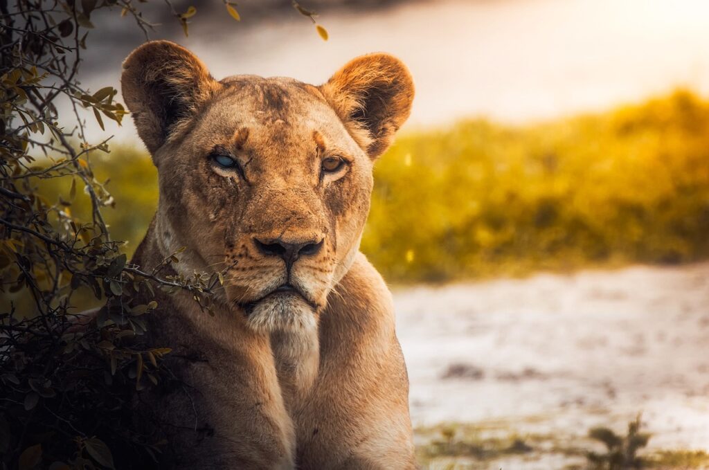 Parc safari de beekse bergen | Safari Radar
