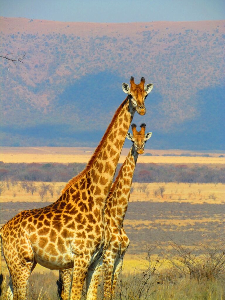 Roba safar | Safari Radar