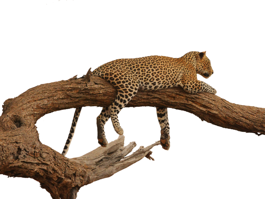 Safari à la carte | Safari Radar