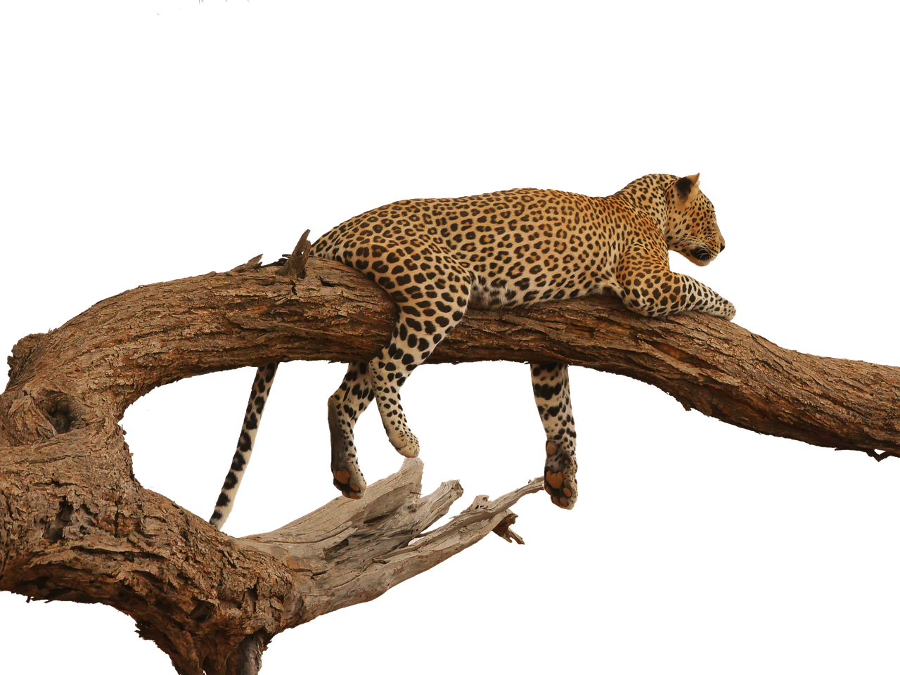 Safari à la carte