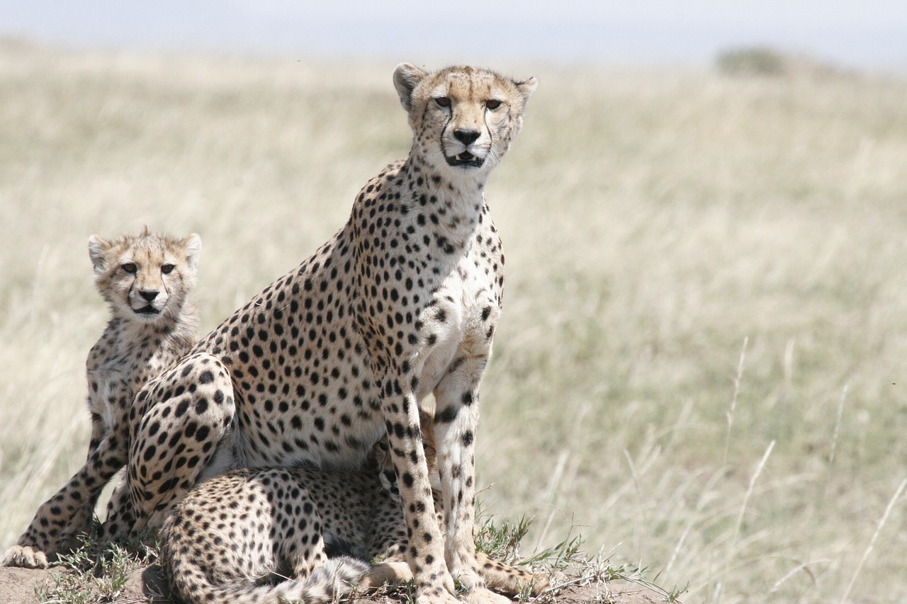 safari dernière version