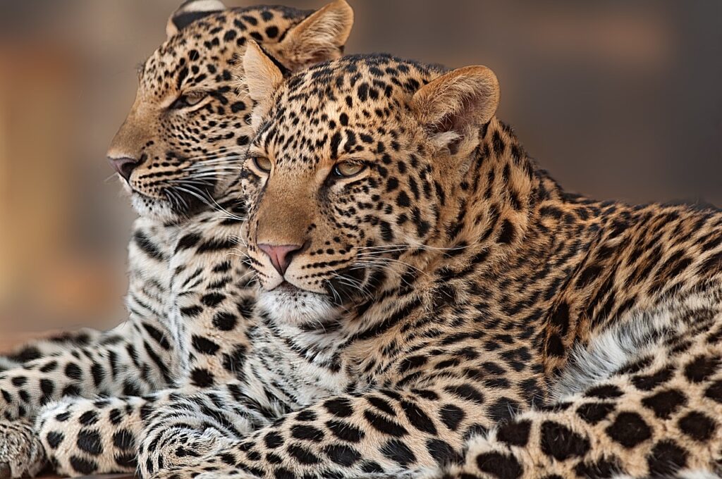 Safari en afrique du sud | Safari Radar