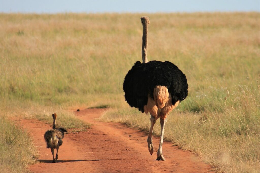 Safaris afrique | Safari Radar