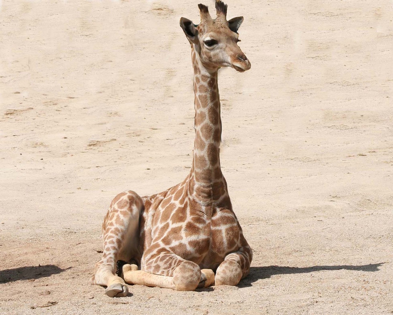 selous safari