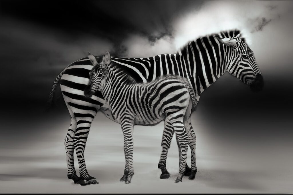 Tente safari prix | Safari Radar