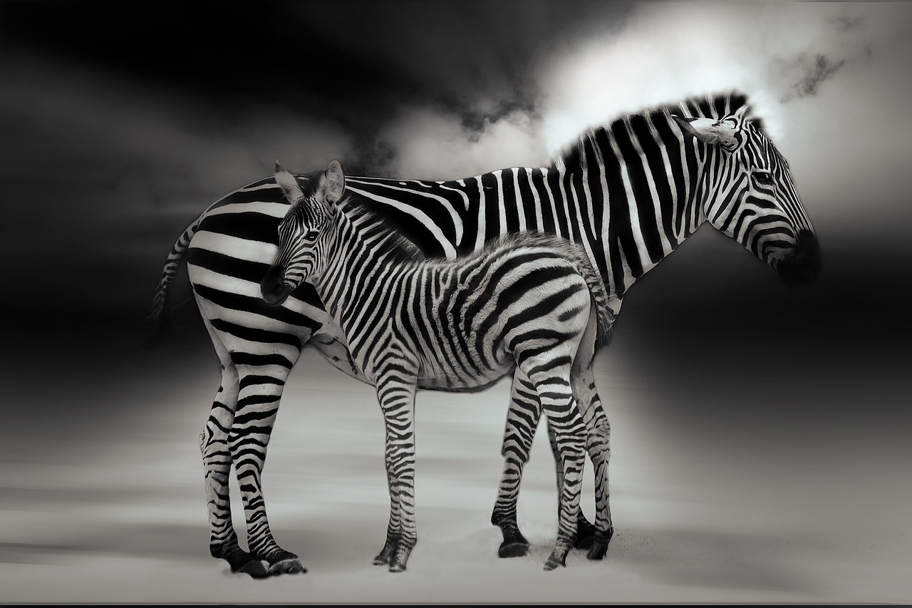 tente safari prix