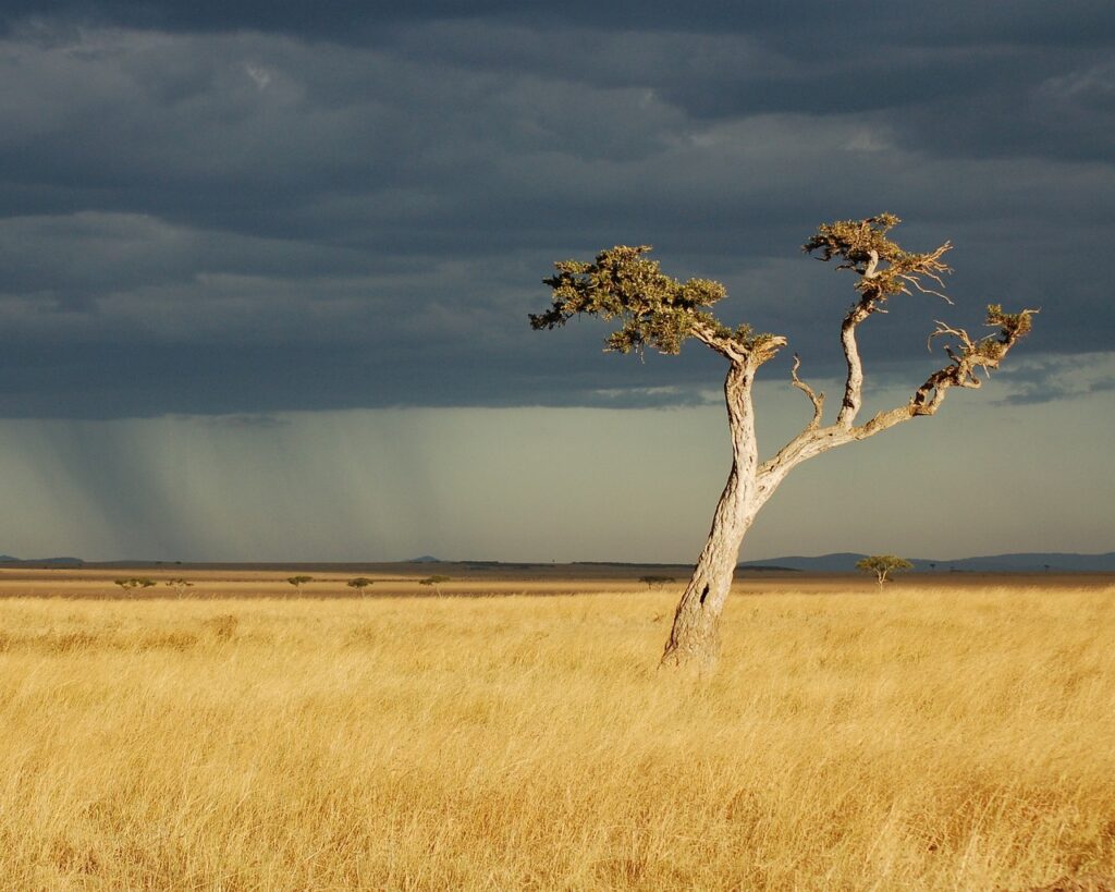 Vetement safari | Safari Radar