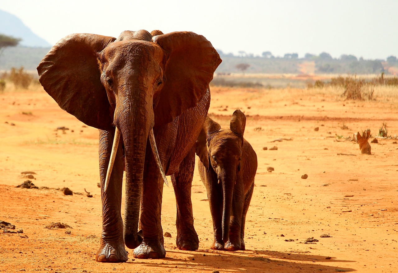 animaux magnétiques safari
