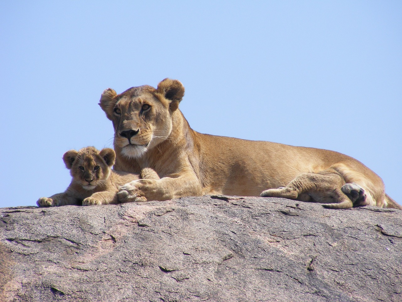 animaux magnétiques safari smartmax