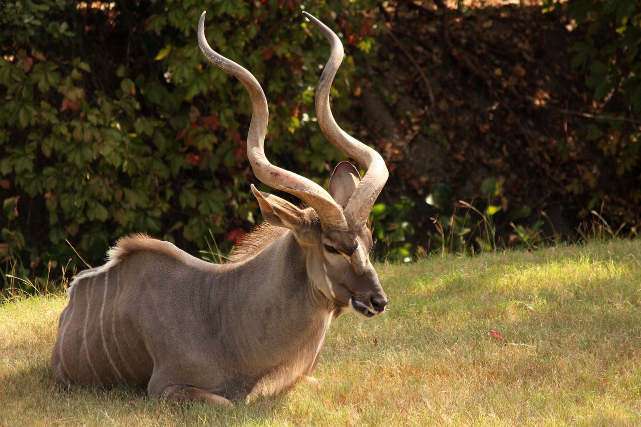 cerza safari lodge avis