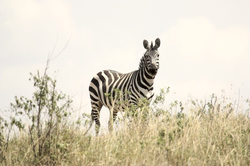Combien de temps partir en tanzanie | Safari Radar