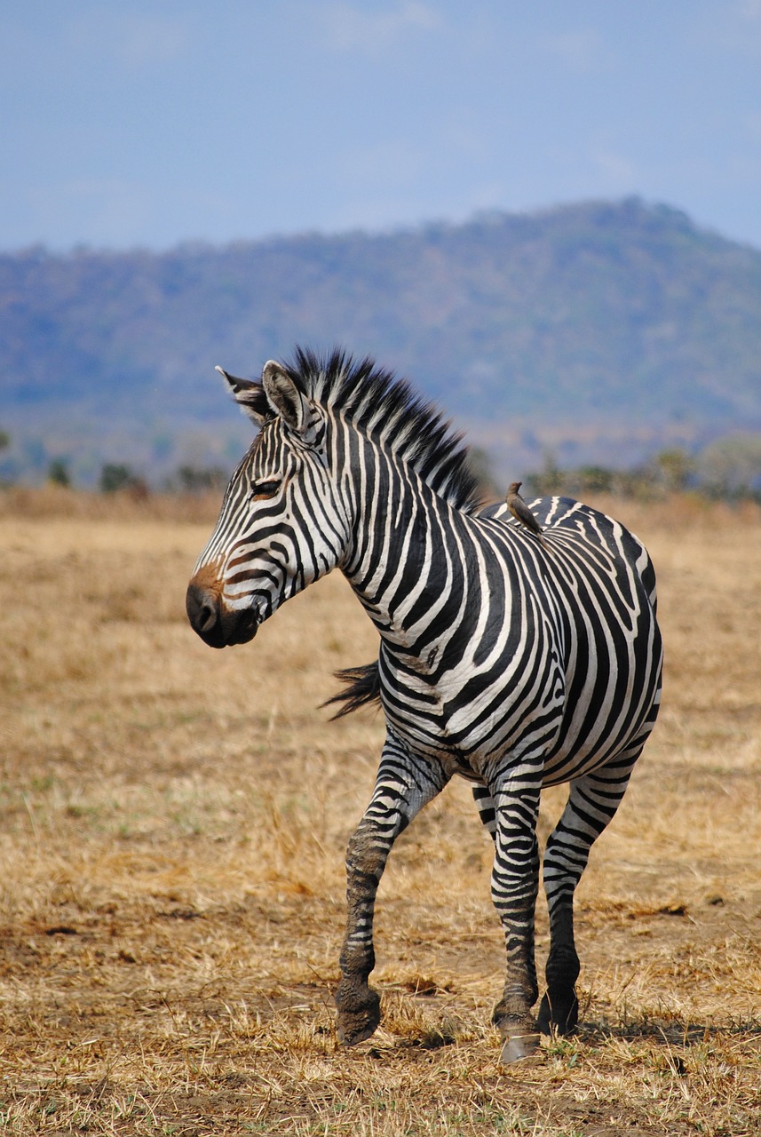 kibowhy safaris