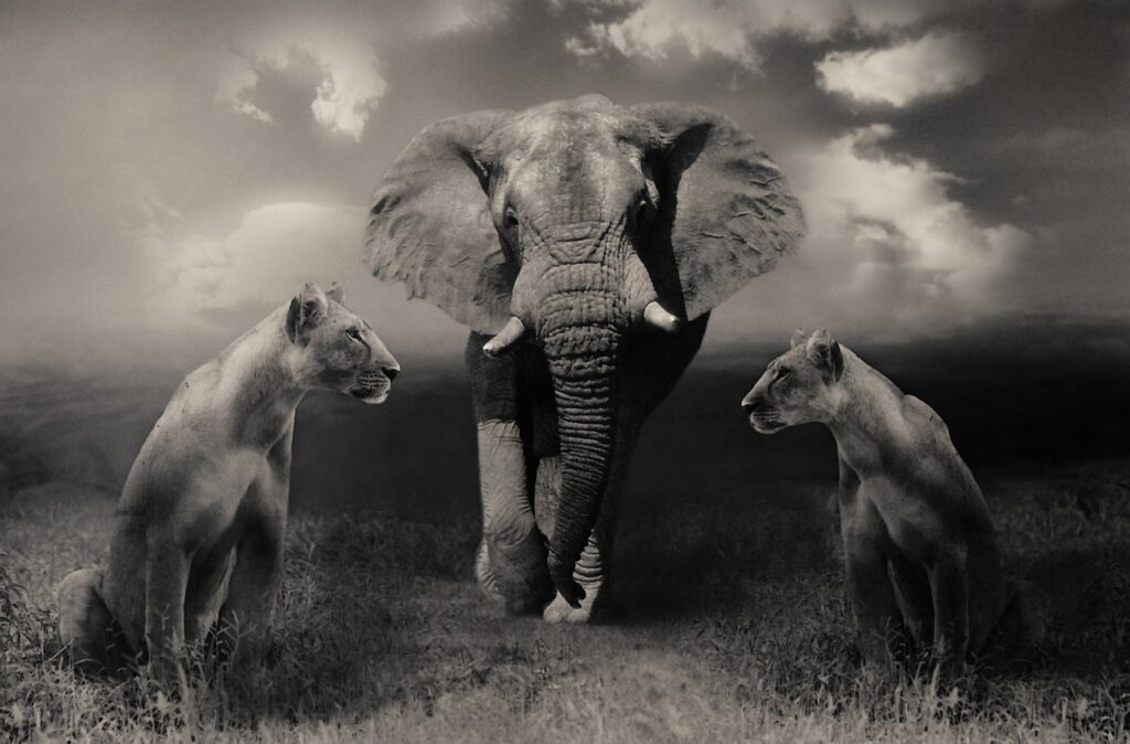 Manyara wildlife safari camp | Safari Radar