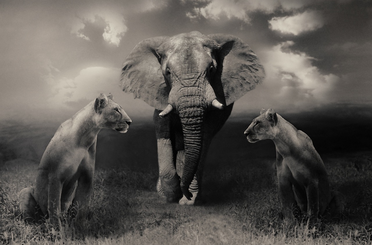 manyara wildlife safari camp