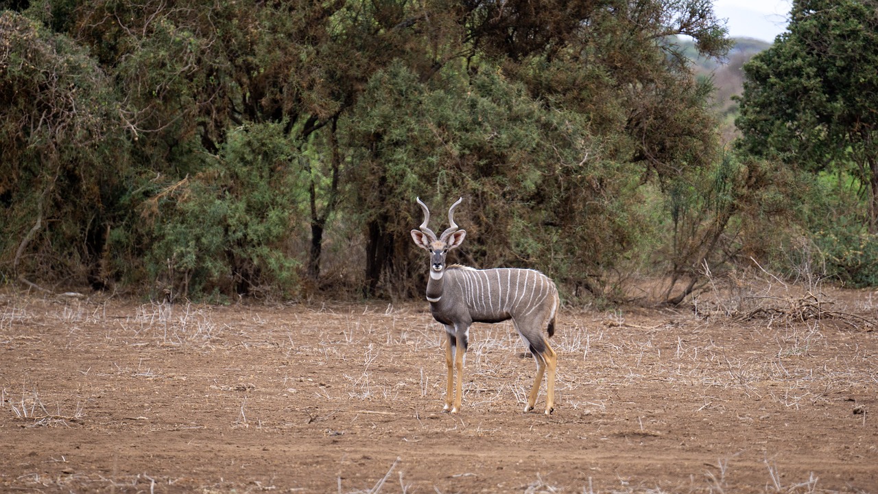 Meilleure saison safari tanzanie