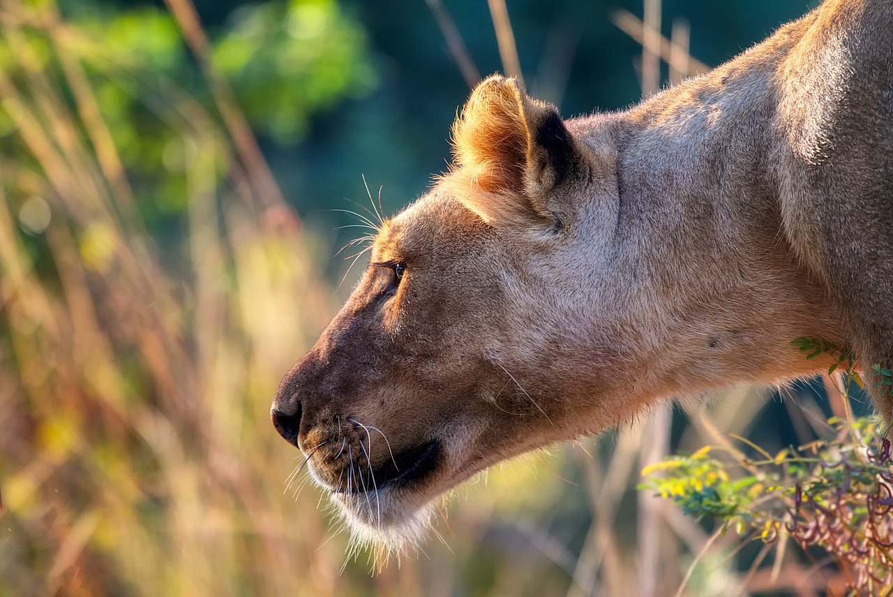 safari au senegal