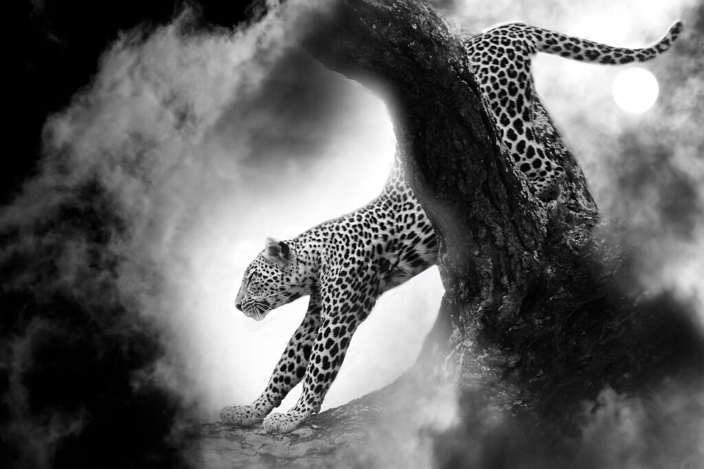 Safari de thoiry | Safari Radar