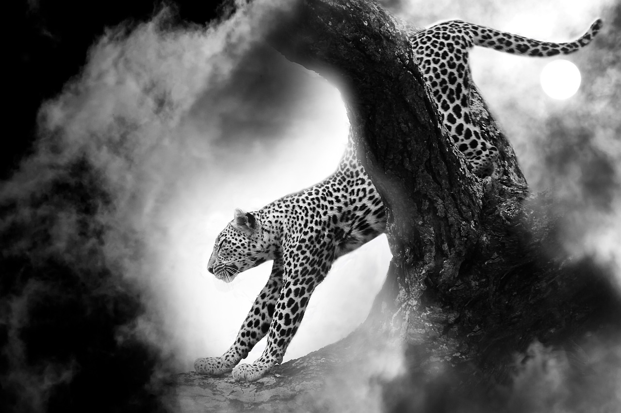 safari de thoiry