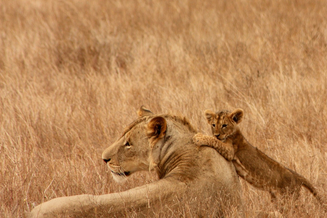 safari ltd