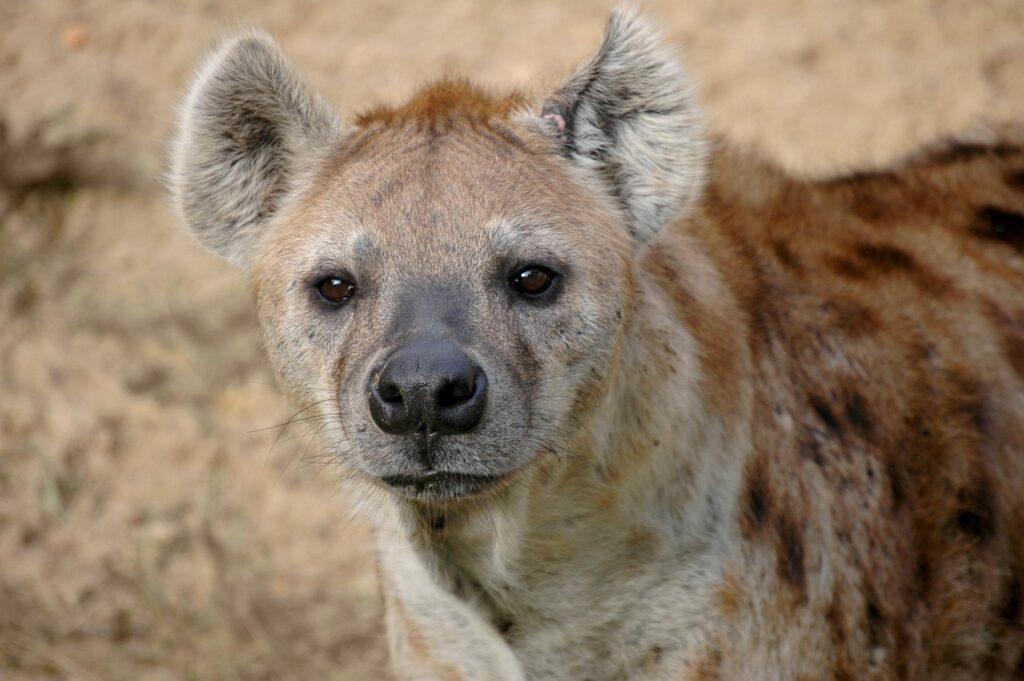 Safari tour | Safari Radar