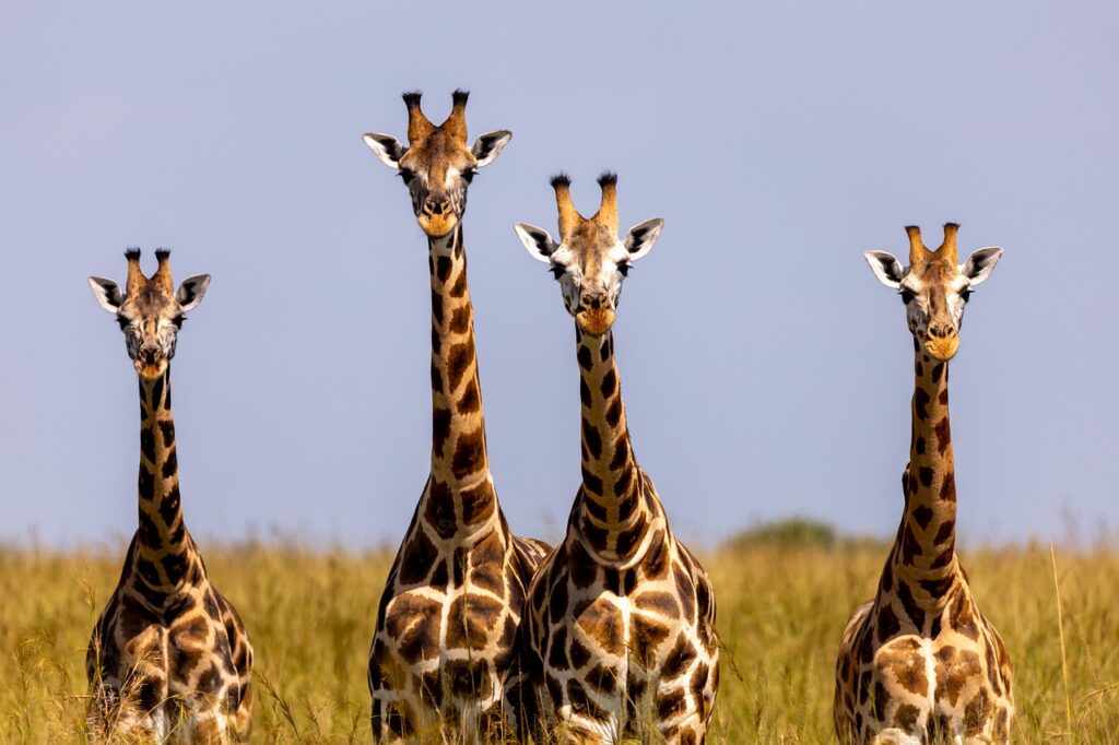 Safari zanzibar prix | Safari Radar