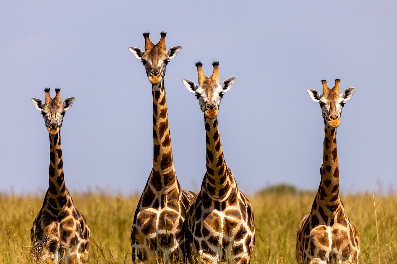safari zanzibar prix