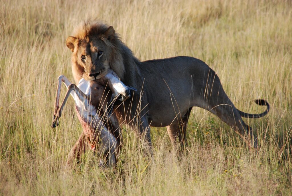 Lion