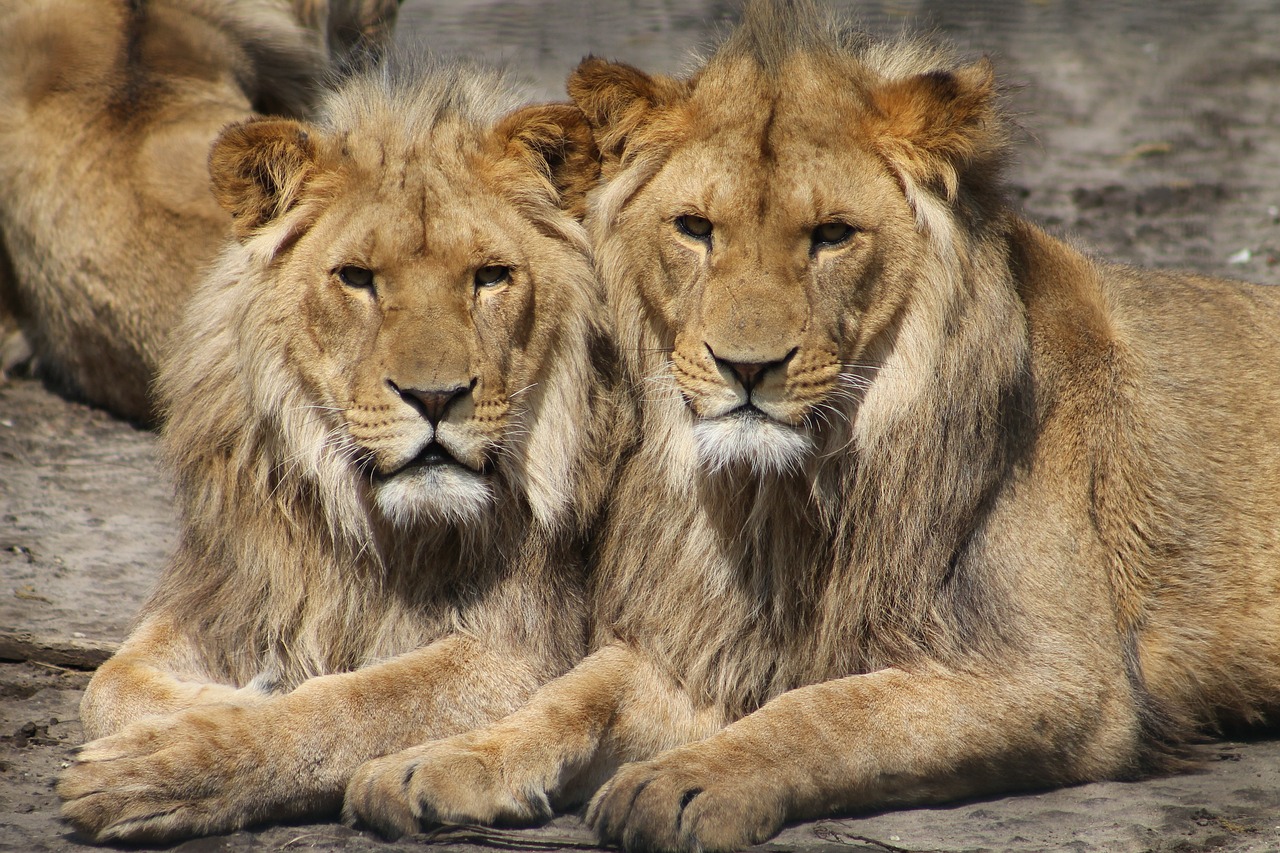africa safari