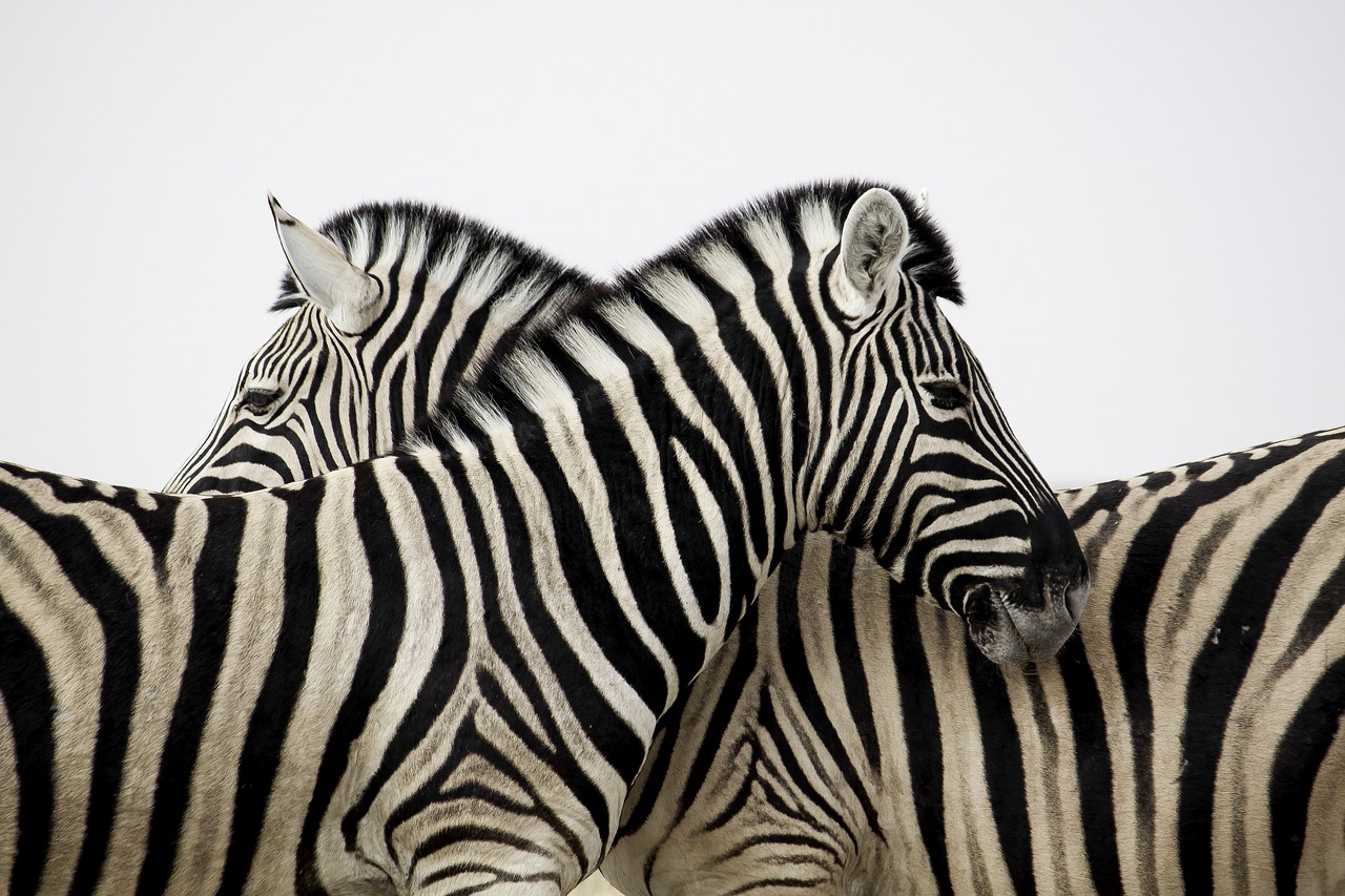 camargue alpilles safaris