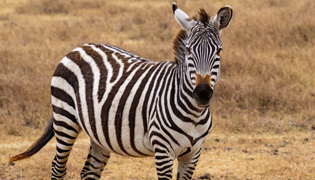 Comment payer en tanzanie | Safari Radar