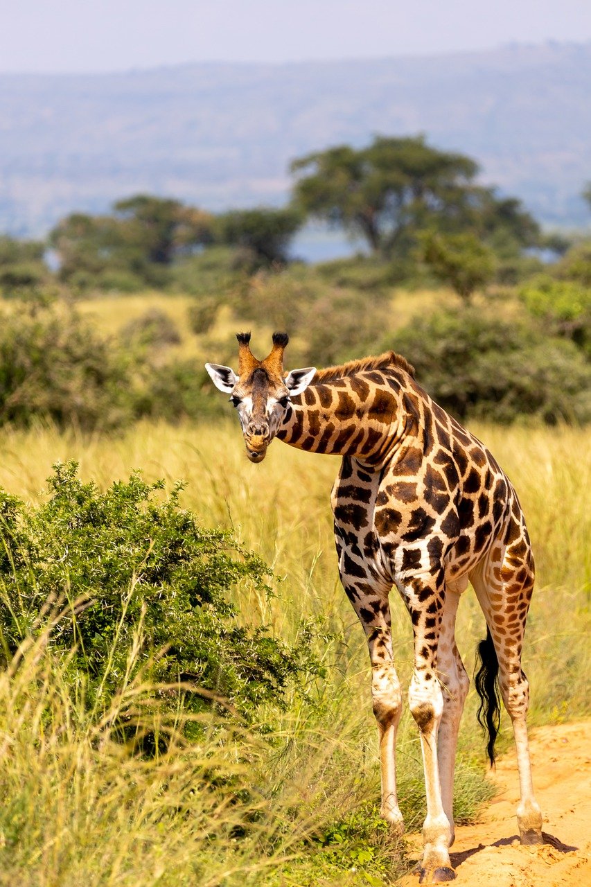 prix d un safari