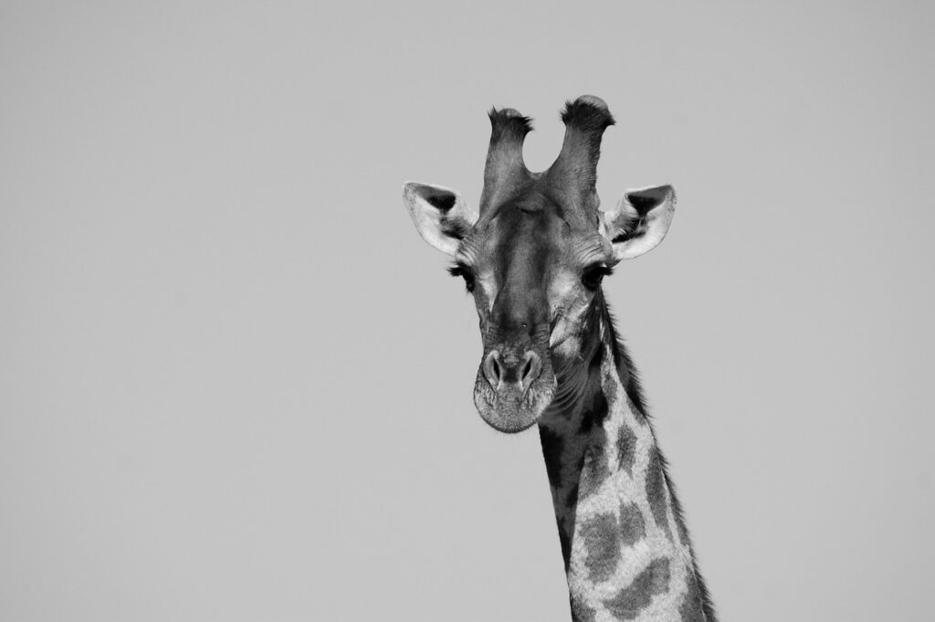 Rafian's beach safaris | Safari Radar
