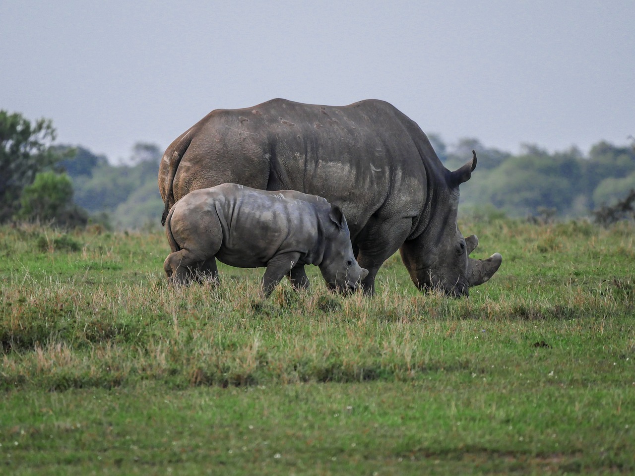 safari 4x4