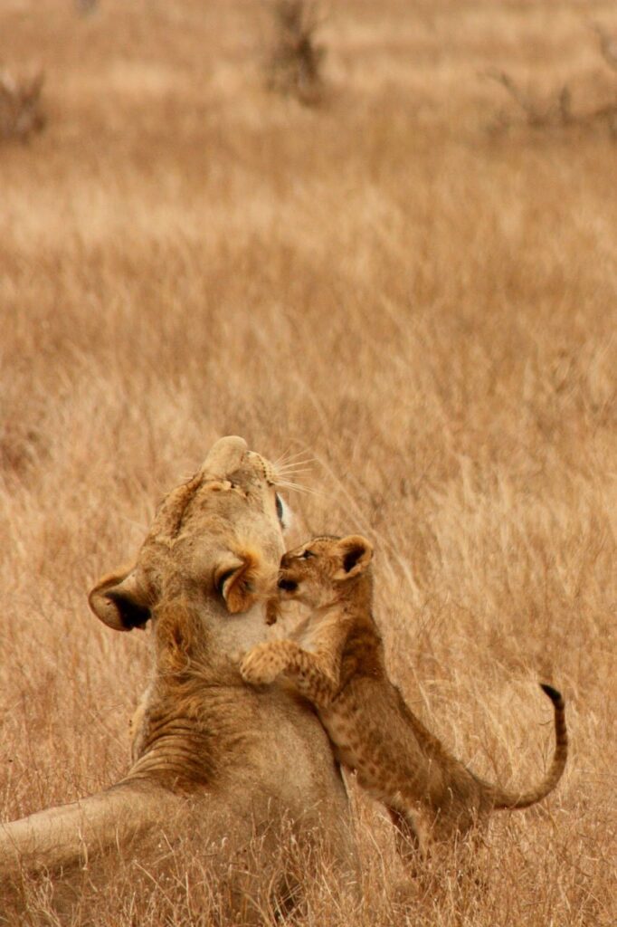 Safari africa | Safari Radar