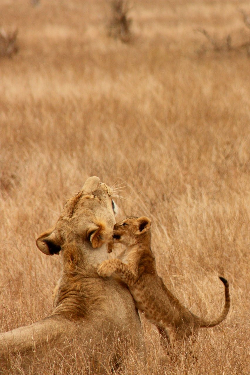 safari africa