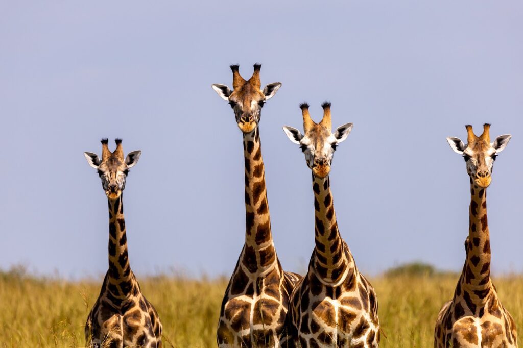 Safari grau du roi | Safari Radar