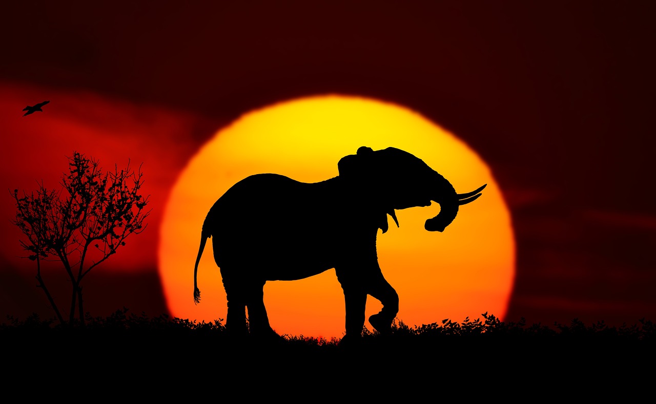 safari normandie