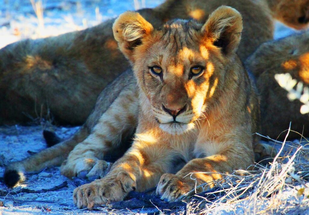Safari photo afrique | Safari Radar