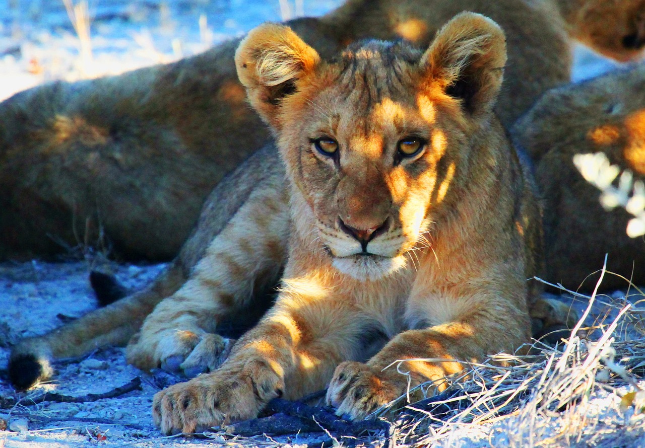 safari photo afrique
