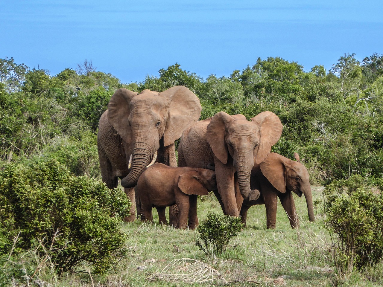 safari planete sauvage