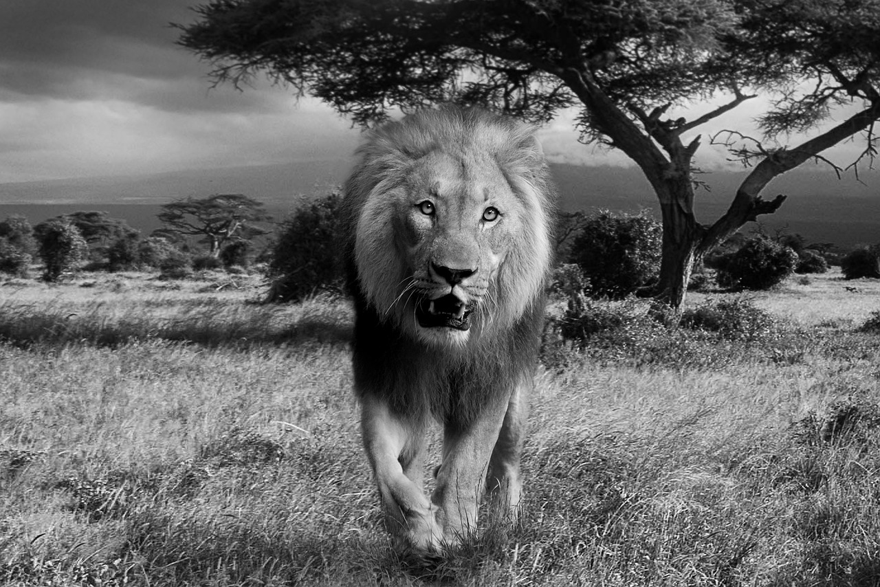 safari privee