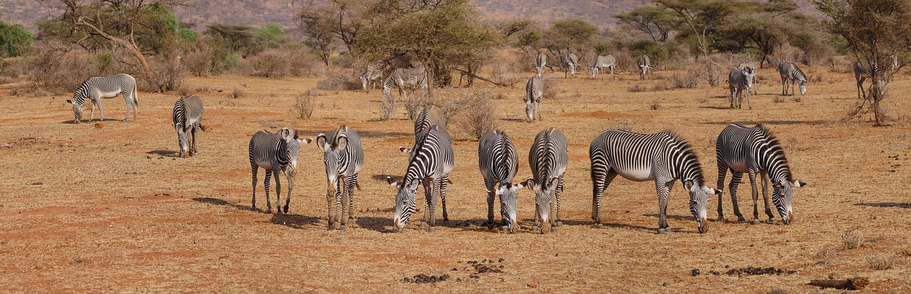 safari rio elche