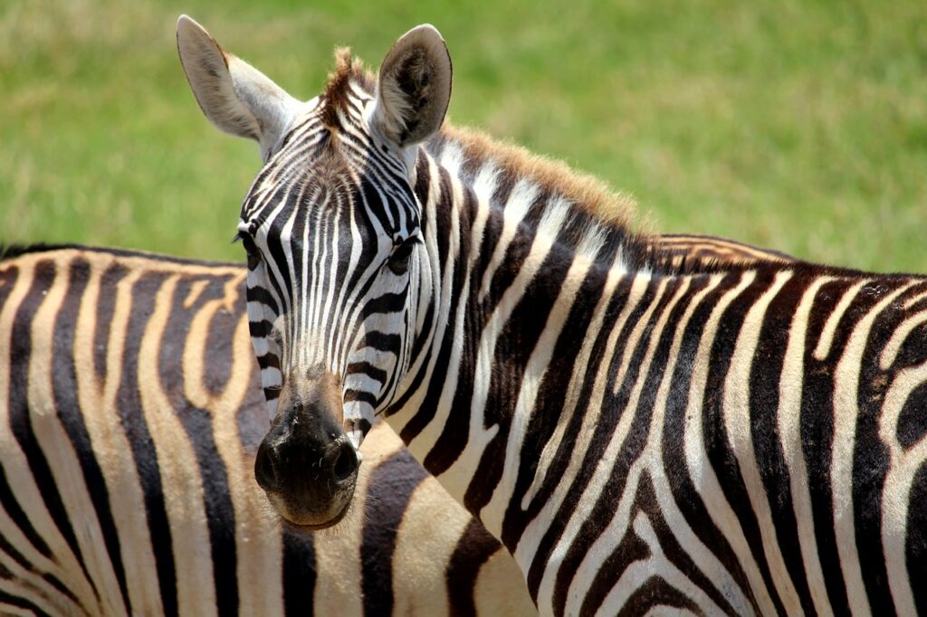 Saltlick safari lodge | Safari Radar