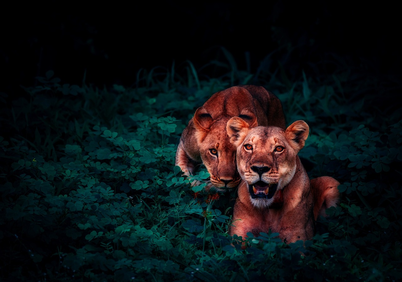 wild spirit safari