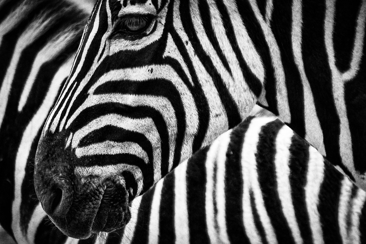 zimbabwe safari