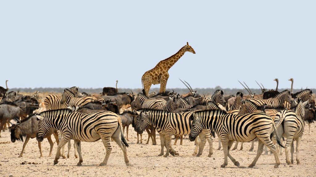 Zoo thoiry safari | Safari Radar