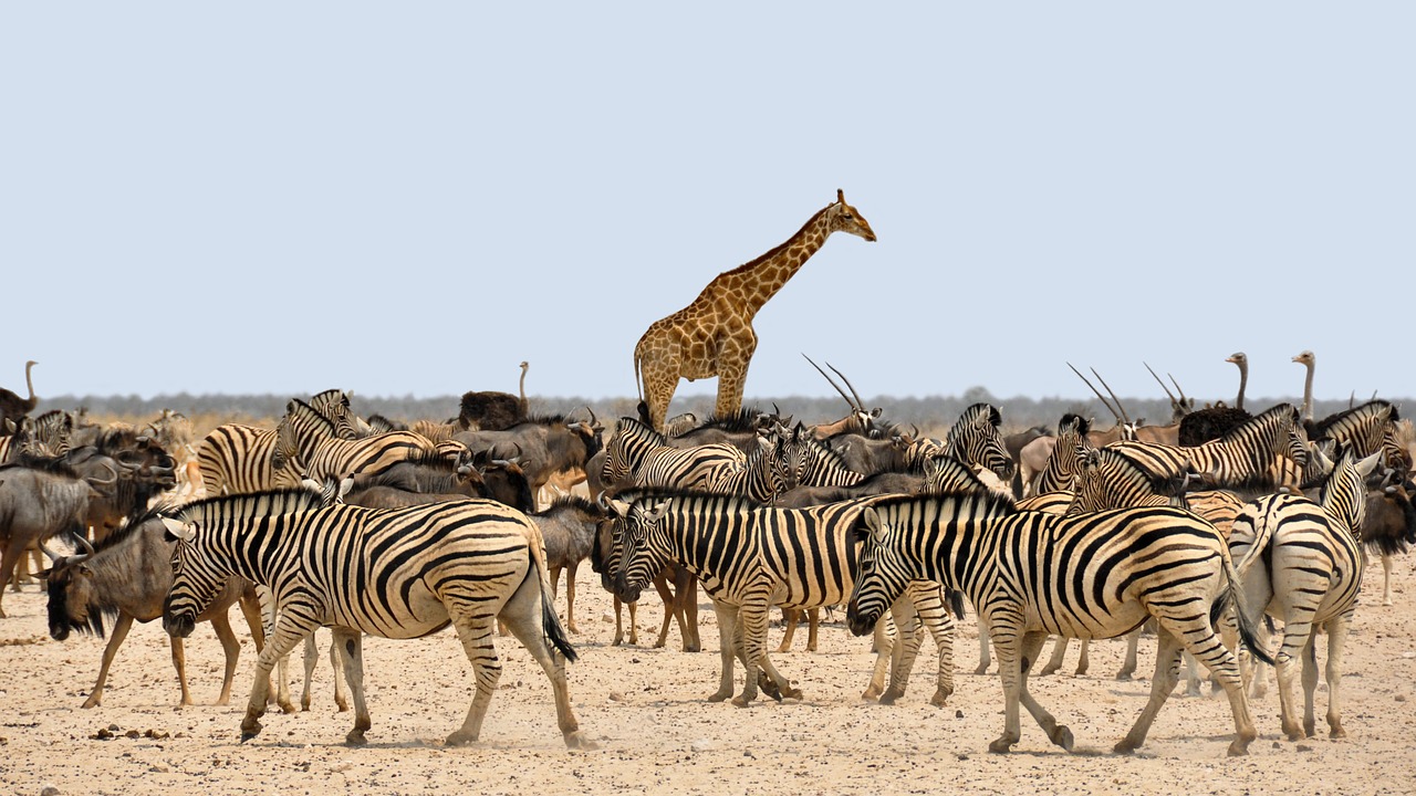 zoo thoiry safari