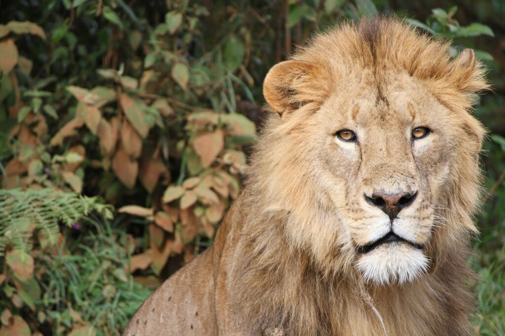 Comment remplir visa tanzanie | Safari Radar